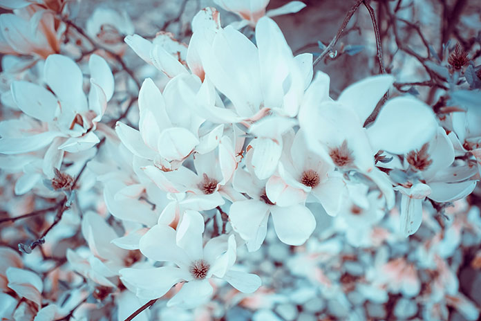 magnolia