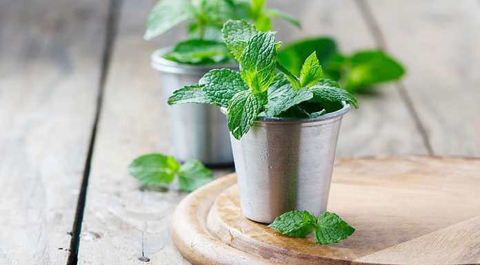 Nalewka z mięty i likier miętowy