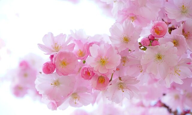 Jakie rośliny wieloletnie do donic?