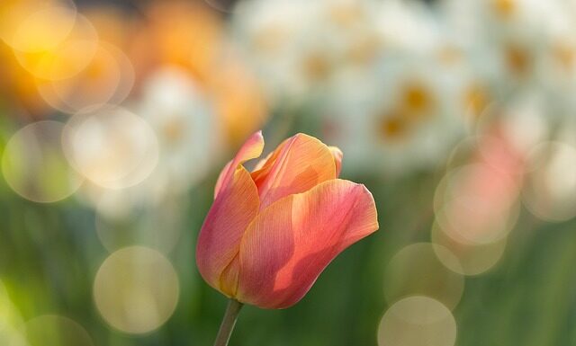 Co posadzić w ogrodzie zamiast TUI?