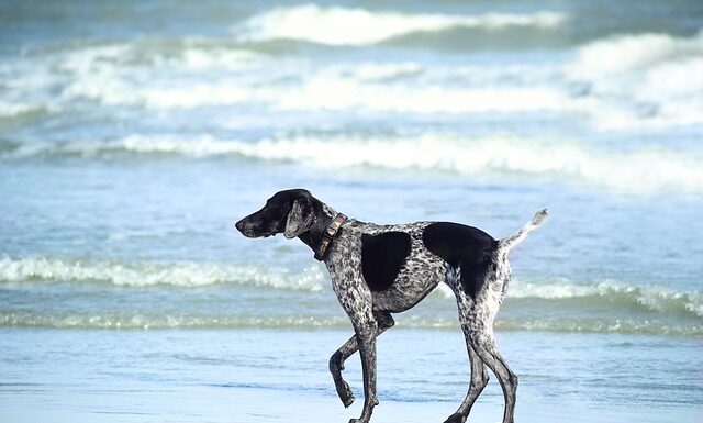 Jak długo moczyć kamień wodny?