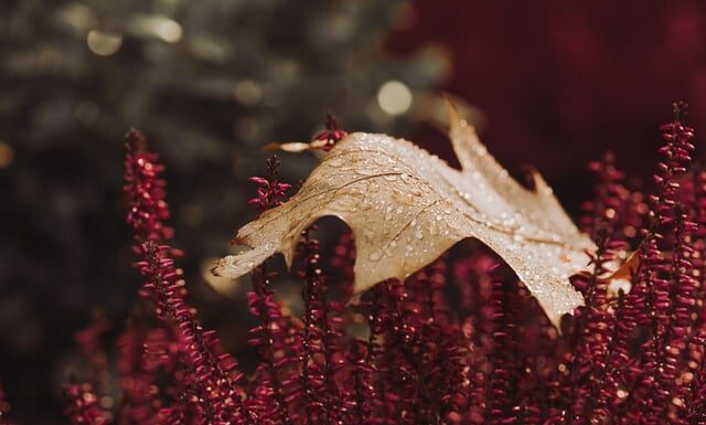 Czy wrzos w doniczce przetrwa zimę?