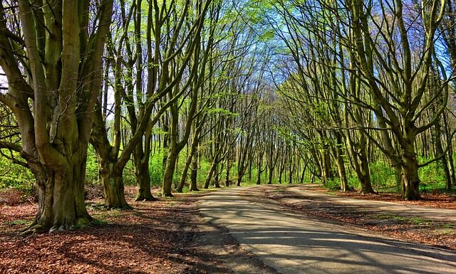 Co na alejki ogrodowe?