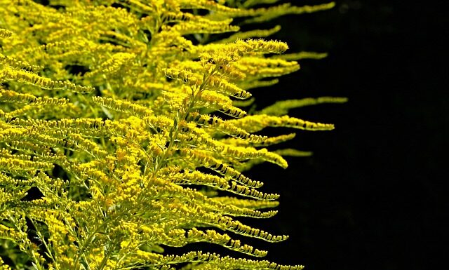 Czego nie można sadzić na ROD?