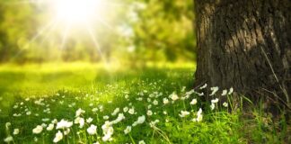 Jakie kwiaty do ogrodu aby kwitły całe lato?