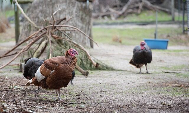 Jaką Stalkę kupić?