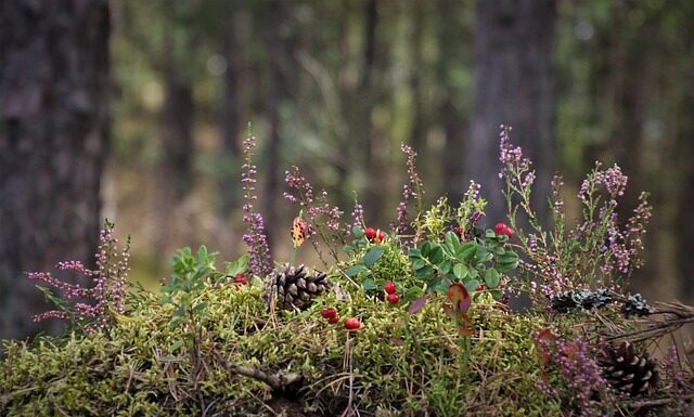 Z czym można łączyć wrzosy w doniczce?