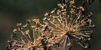 Jak wykorzystać resztki lameli?