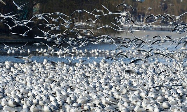 Co z działki ROD po śmierci działkowca?
