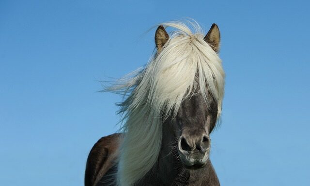 Ile koni z 2.0 tdi 140km?