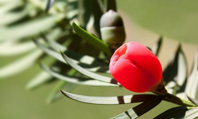 Jak dobrać osłonkę na doniczkę?