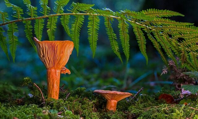 Gdzie wyrzucać kapsle od piwa?