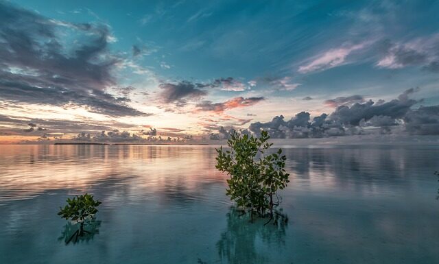 Co posadzić w narożniku ogrodu?
